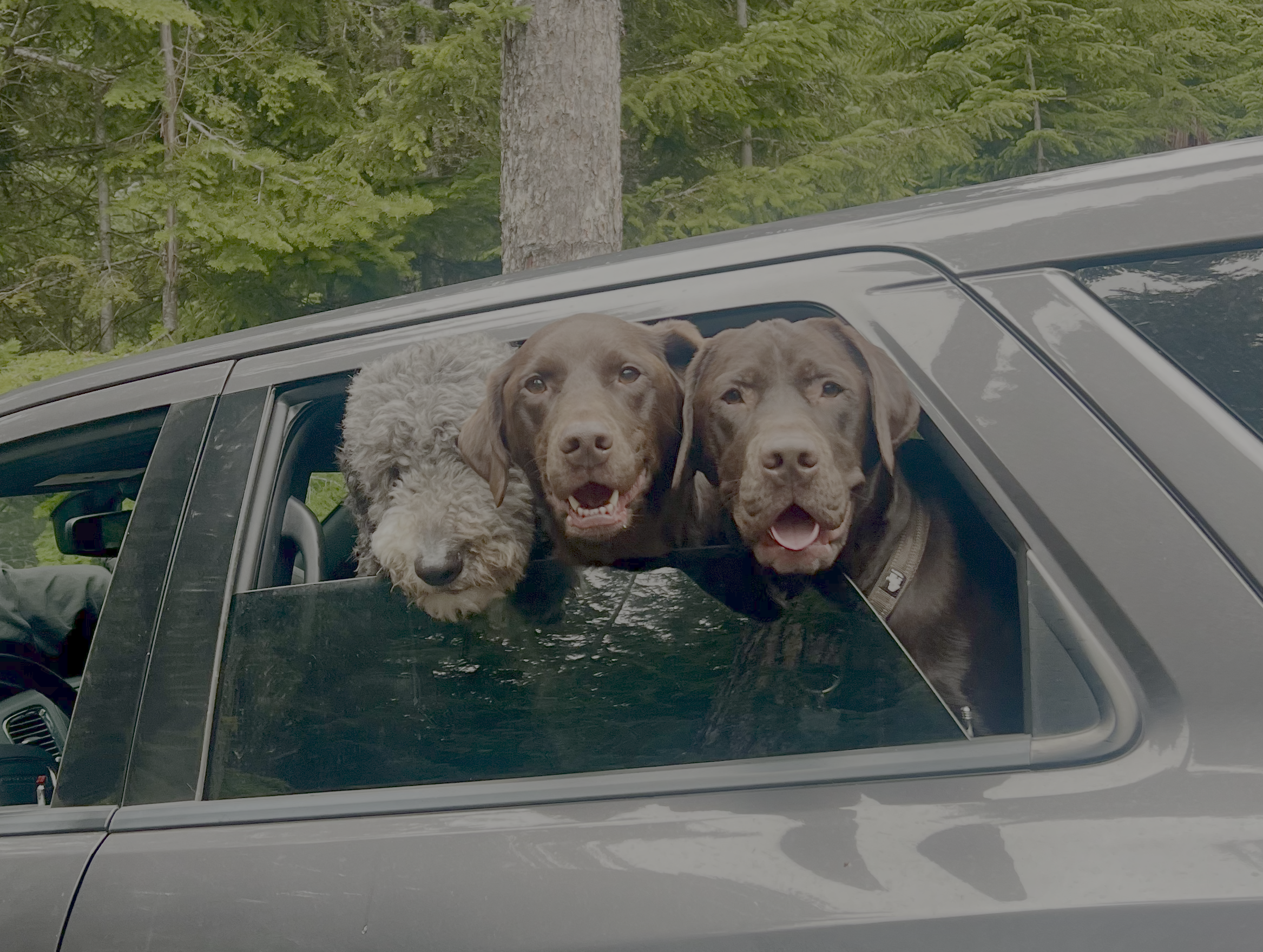 Bubba, Bear, and Meadow